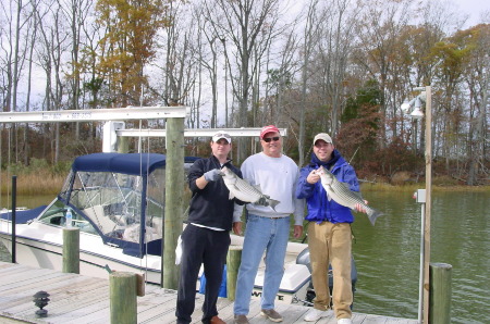 Striped Bass from the Rappahannock River
